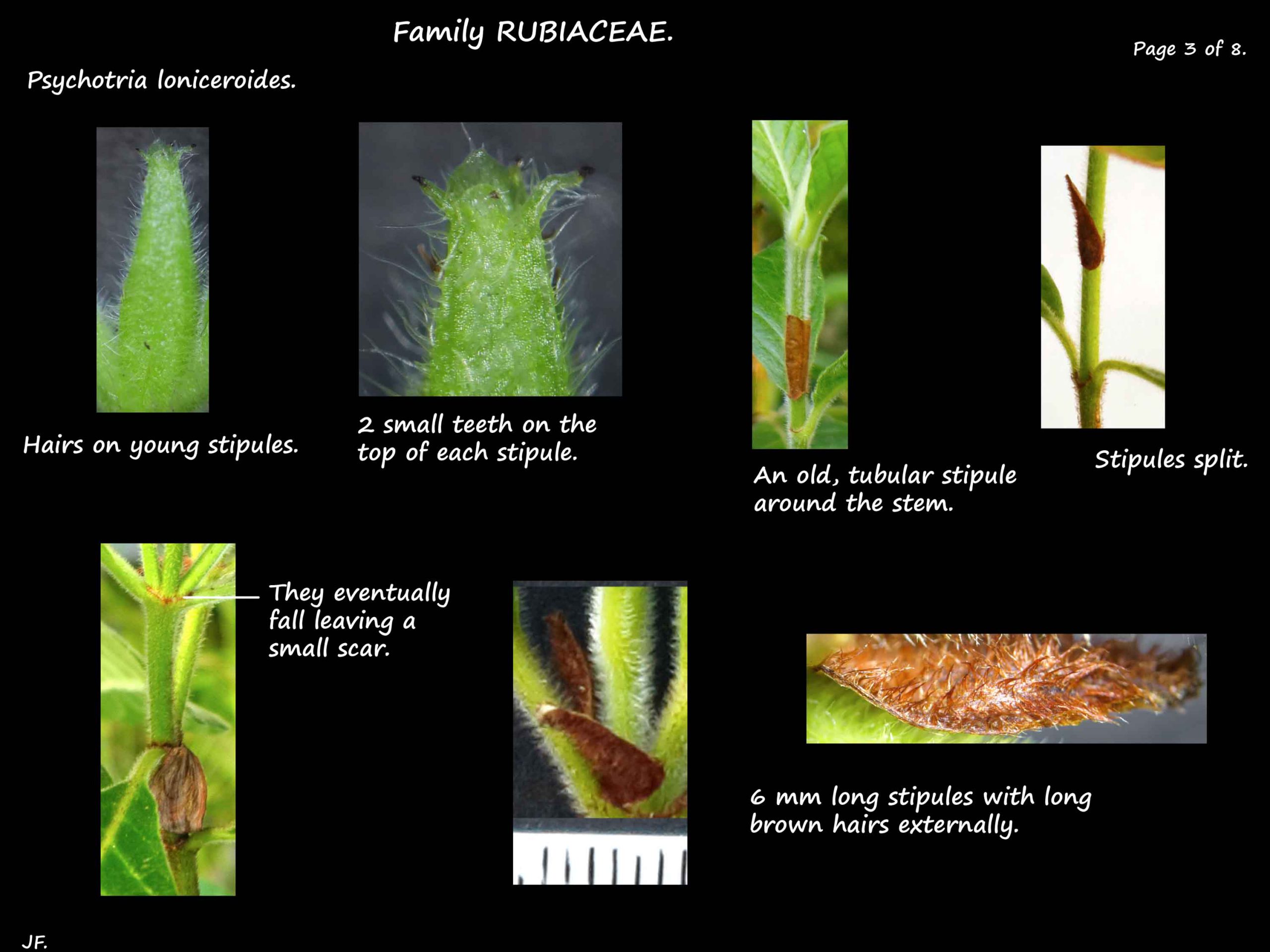 3 Psychotria loniceroides stipules